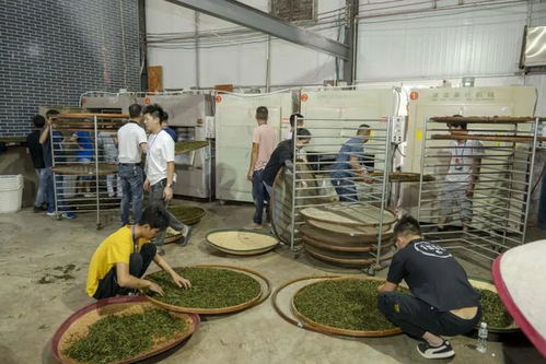 潮州市首届茶叶加工工职业技能竞赛成功举办