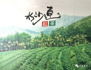 台湾茶旅回顾 亲历台湾,感受这里的茶香与人文